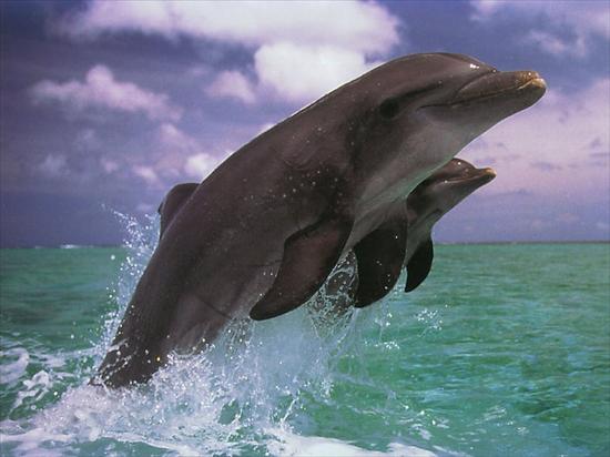 Zwierzaki - delfinki2.jpg