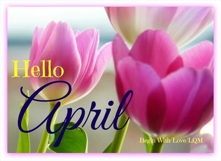 HELLO APRIL - 412021-Blossoming-Pink-Tulips-Hello-April.jpg