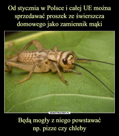 Tiili - Proszek Ze Świerszcza Jako Mąka.jpg